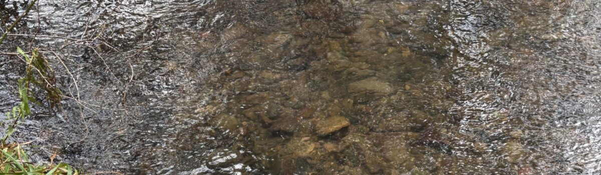 DEXY’S (MIS) ADVENTURES – Chapter 6 – St. Valentine’s Day Walk 