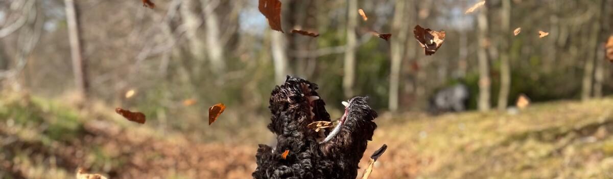 DEXY’S (MIS) ADVENTURES – Chapter 8 – On my holidays