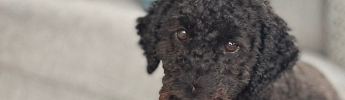 DEXY’S (MIS) ADVENTURES – Chapter 9 – The woods 